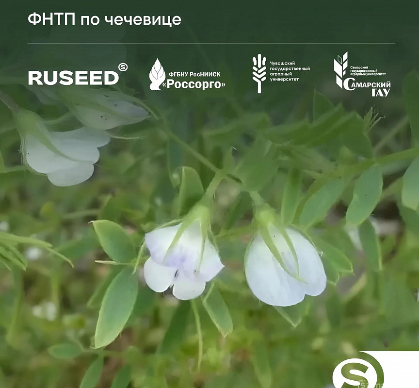 5 новых сортов чечевицы создают компания RUSEED и НИИ Россорго по ФНТП развития сельского хозяйства до 2030 года